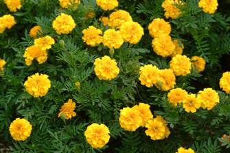 marigold